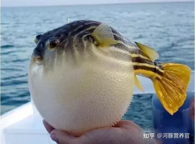 河豚是如何鼓起来的呢?