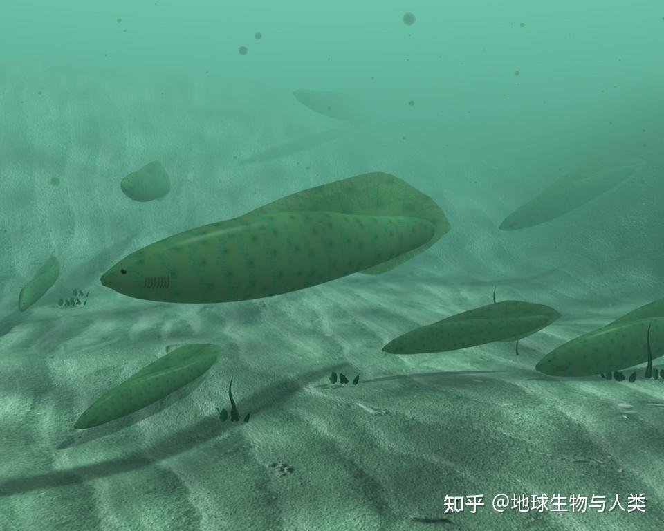 【鱼类全系列】无颌总纲—昆明鱼目(上) - 知乎