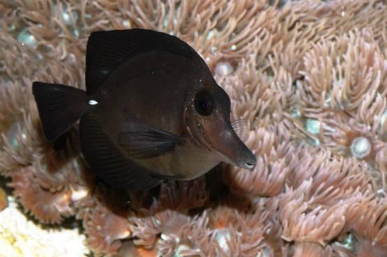 鱼多少钱一条观赏鱼 v2-0c825517c5bcd8bd6fc093524a08fe2c_r.jpg