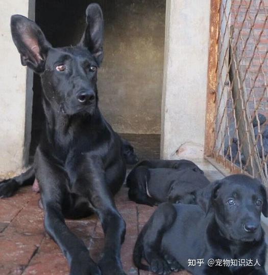 养狗,推荐你养“黑狼犬”,养过的都说好! - 知乎