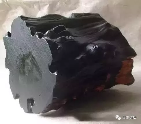 【百木讲坛第4期】旷世奇材-厚瓣乌木