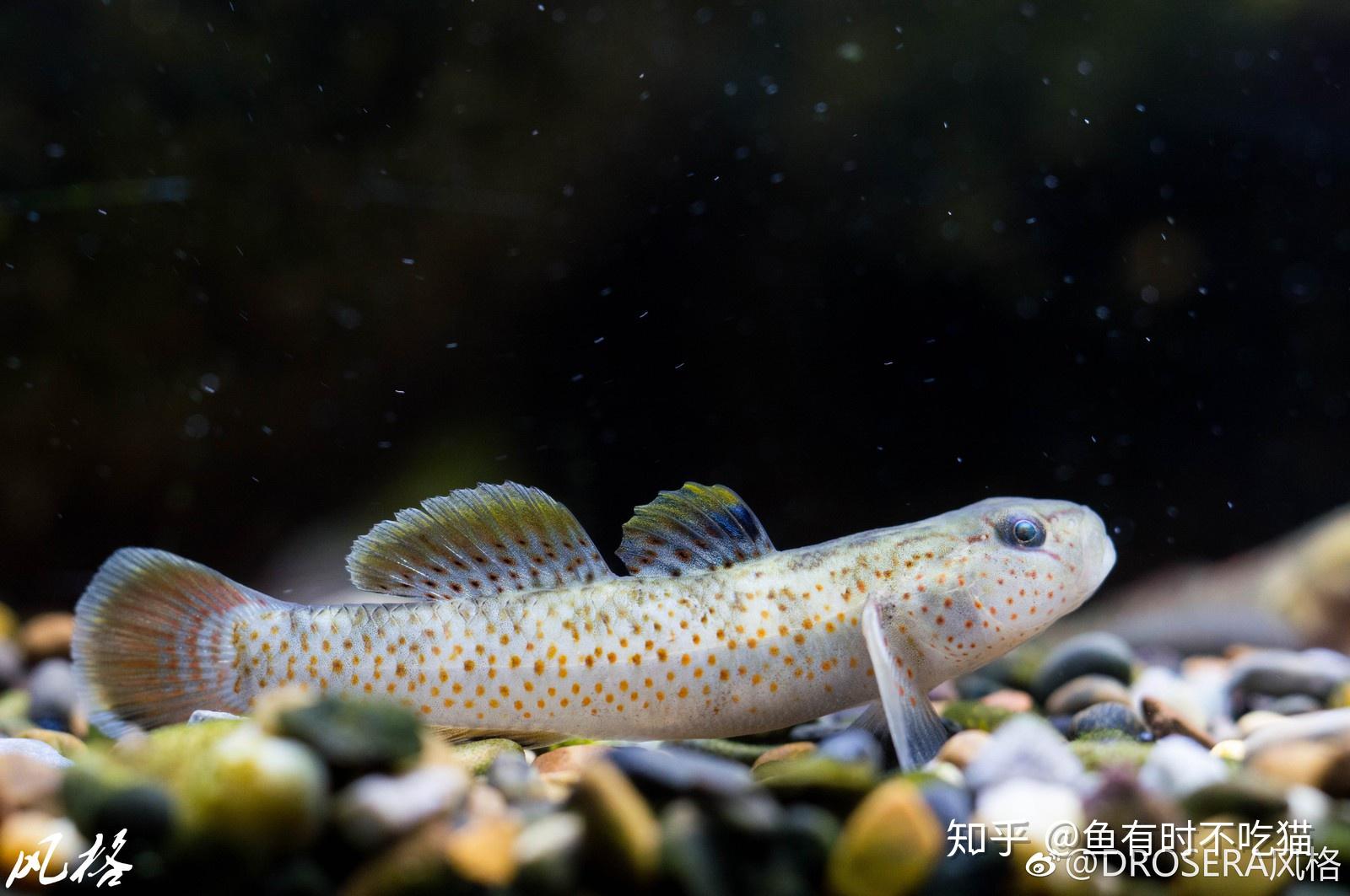 中国原生鱼:吻虾虎鱼图鉴