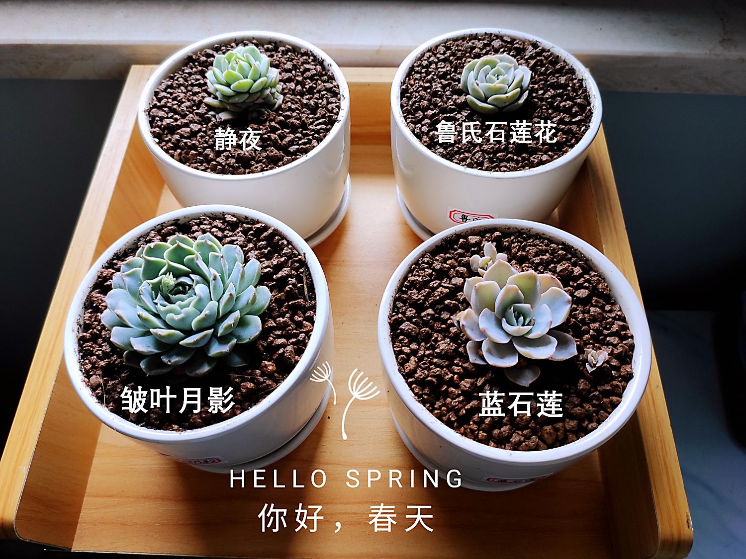 店铺篇 单株2元以下的多肉店铺推荐 知乎