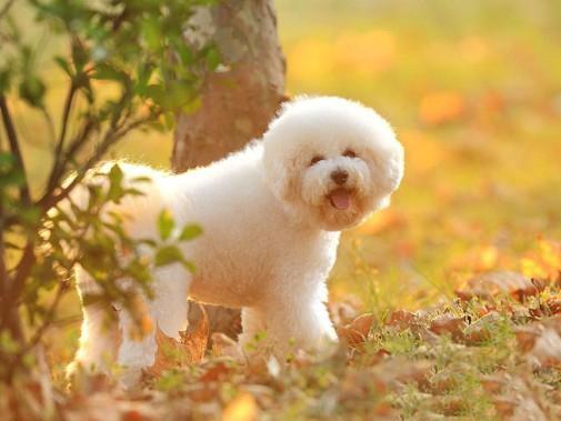 最全的狗狗智商排名详解版 你的爱犬排第几 知乎