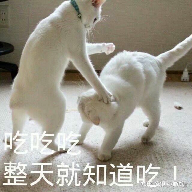 沙雕文案肥胖,沙雕文案肥胖女生