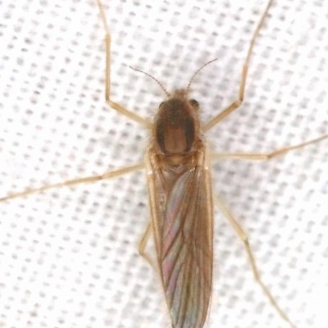 网传男子在海拔4700米雪山发现「活蚊子」，它们可能是从哪来的？是怎么活下来的，未来会越来越多吗？