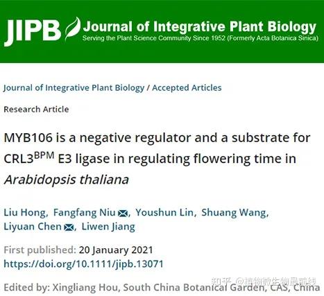 香港中文大学陈丽媛和姜里文课题组发现转录因子myb106控制拟南芥早花 知乎