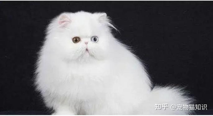 猫咪颜值排行榜前十名看看有你家猫吗