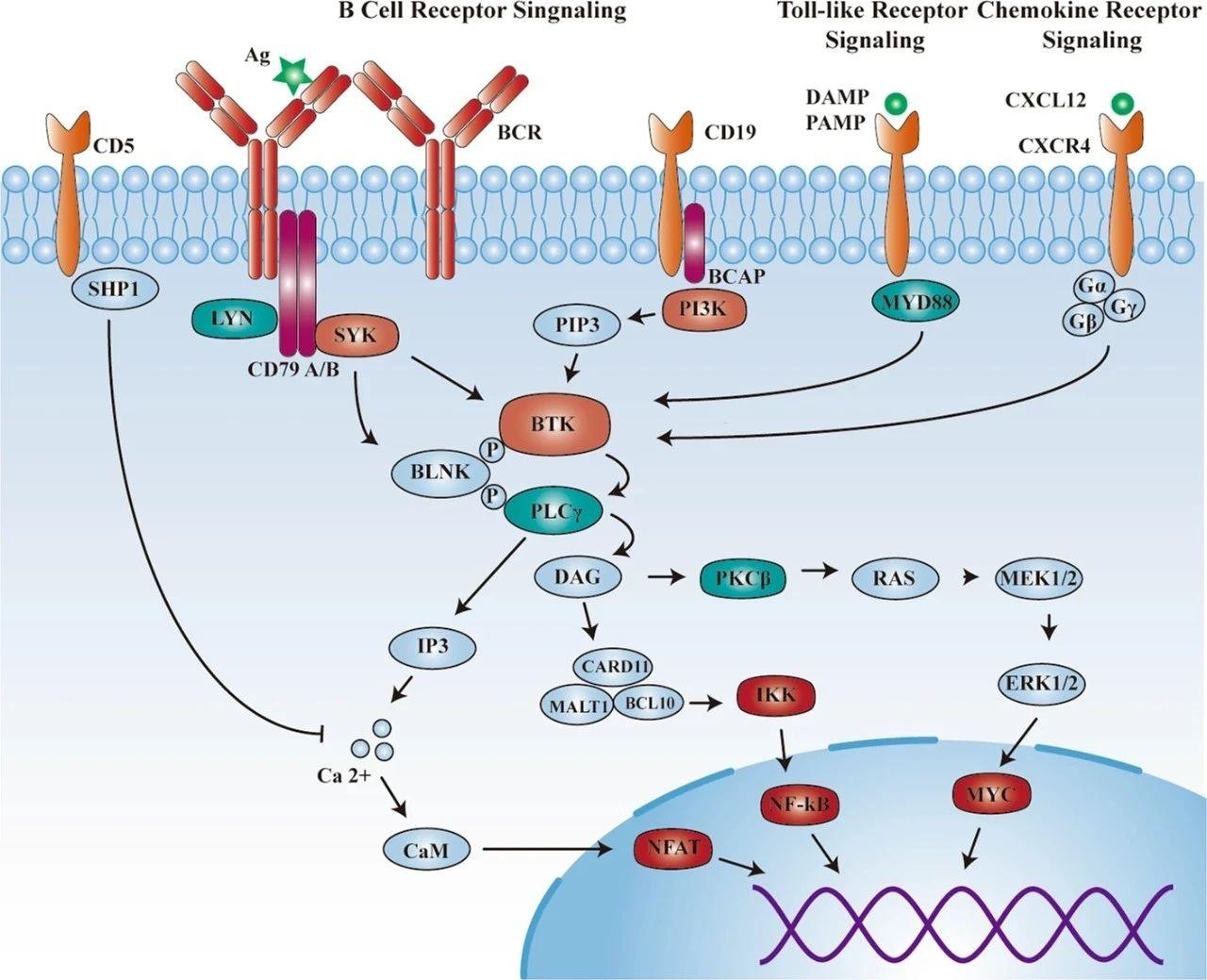 BTK pathway