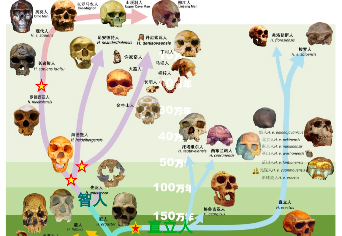 既然人类走出非洲 那现在的非洲人是从哪来的?