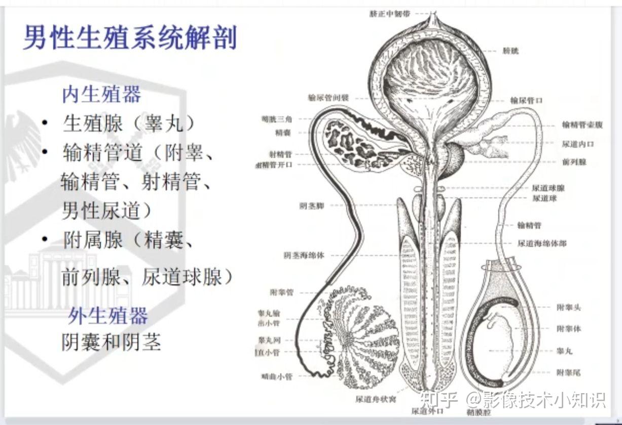 男性生殖系统解剖 - 知乎