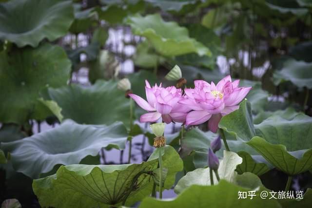 海棠小镇:亭中赏花自成风景每到夏天,广德海棠小镇的荷花园,是一处