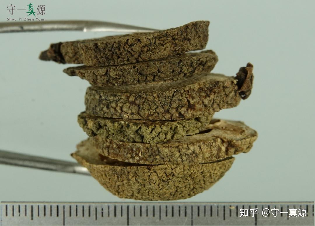 中药鉴定枳实的真伪优劣鉴别