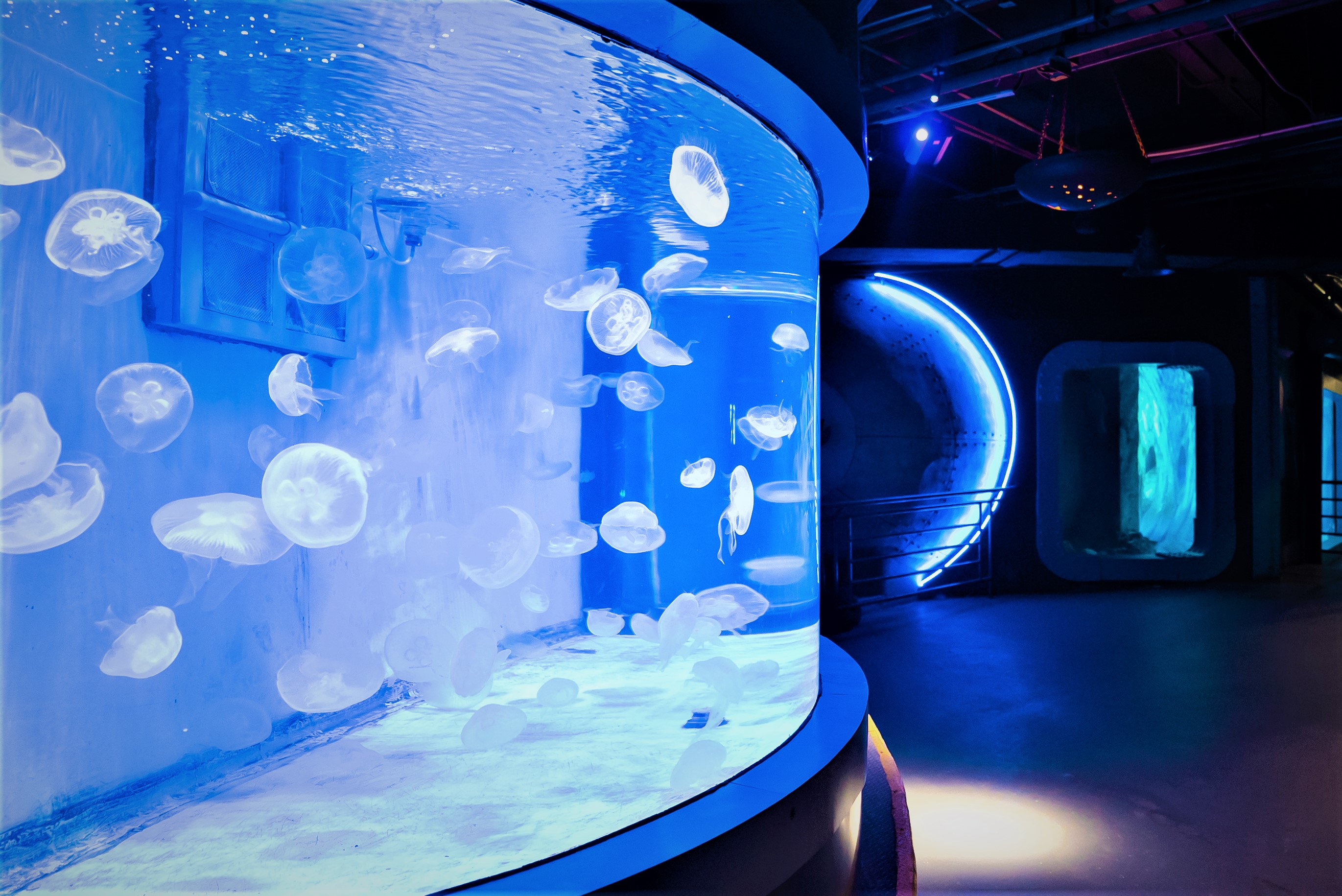 游客可以在珊瑚世界留下你的故事,大连圣亚将优选有意义的故事拍摄成