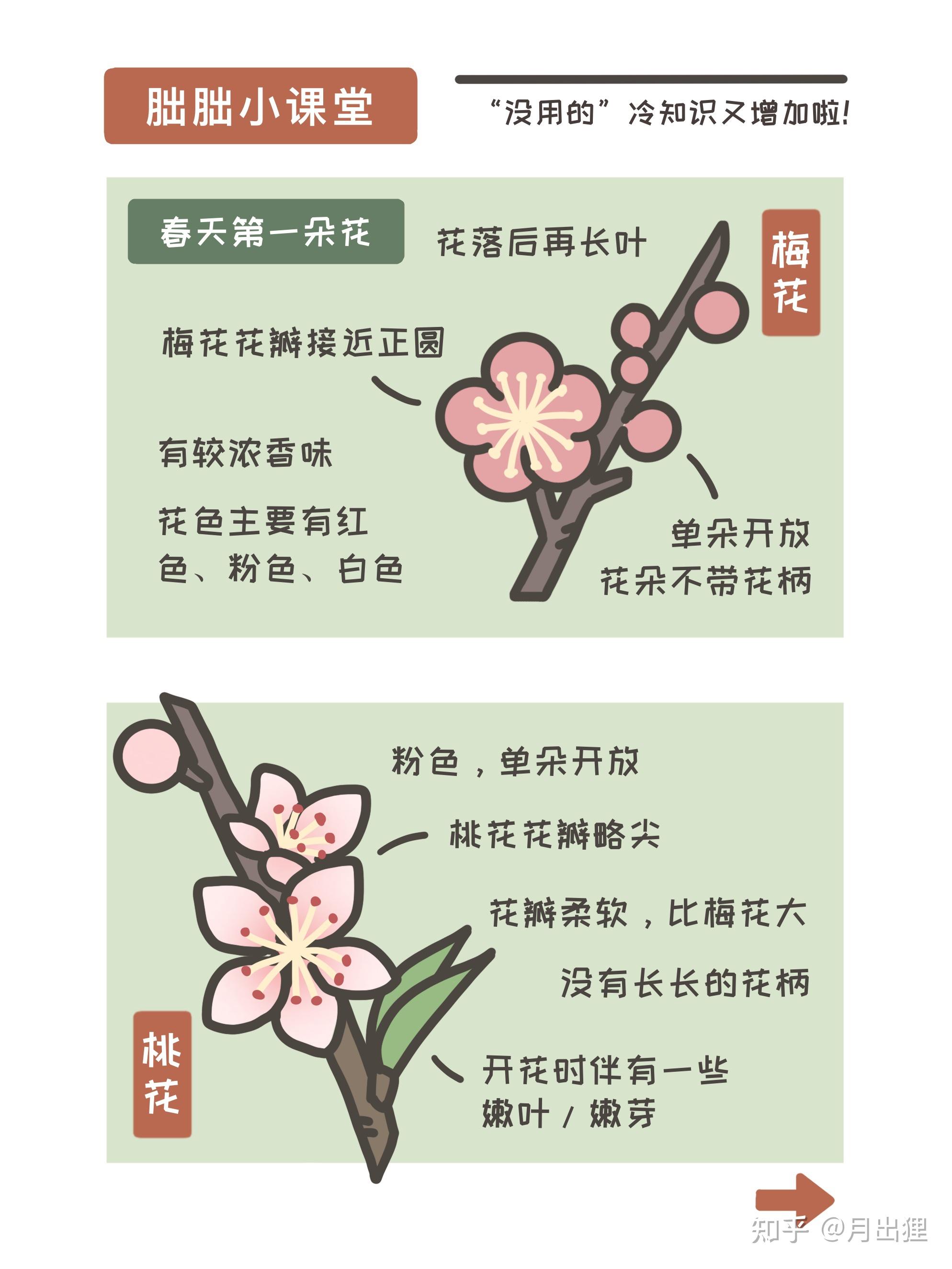 怎么区分樱花梅花桃花? - 知乎