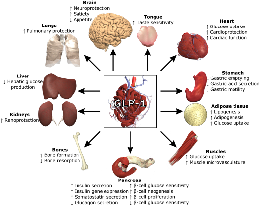 GPCR靶点与代谢性疾病研究 - 知乎