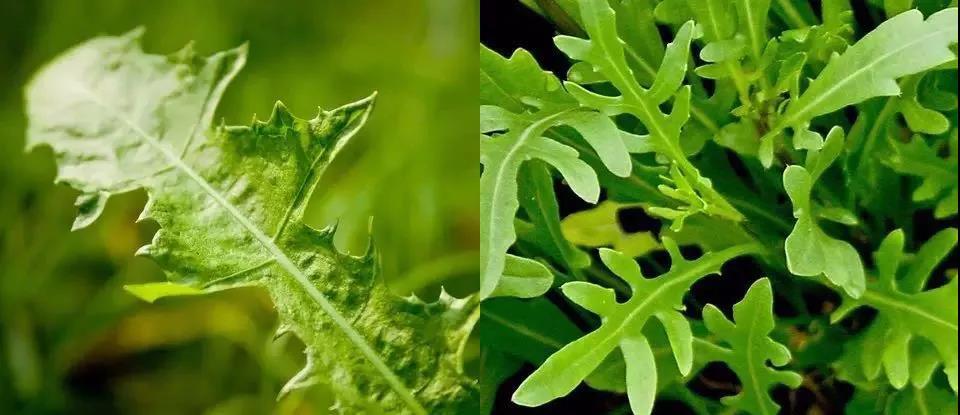 这种春天的野菜 吃过它们做的 春食 才不辜负春光 知乎 这种春天的野菜 吃过它们做的 春食 才不辜负春光 知乎