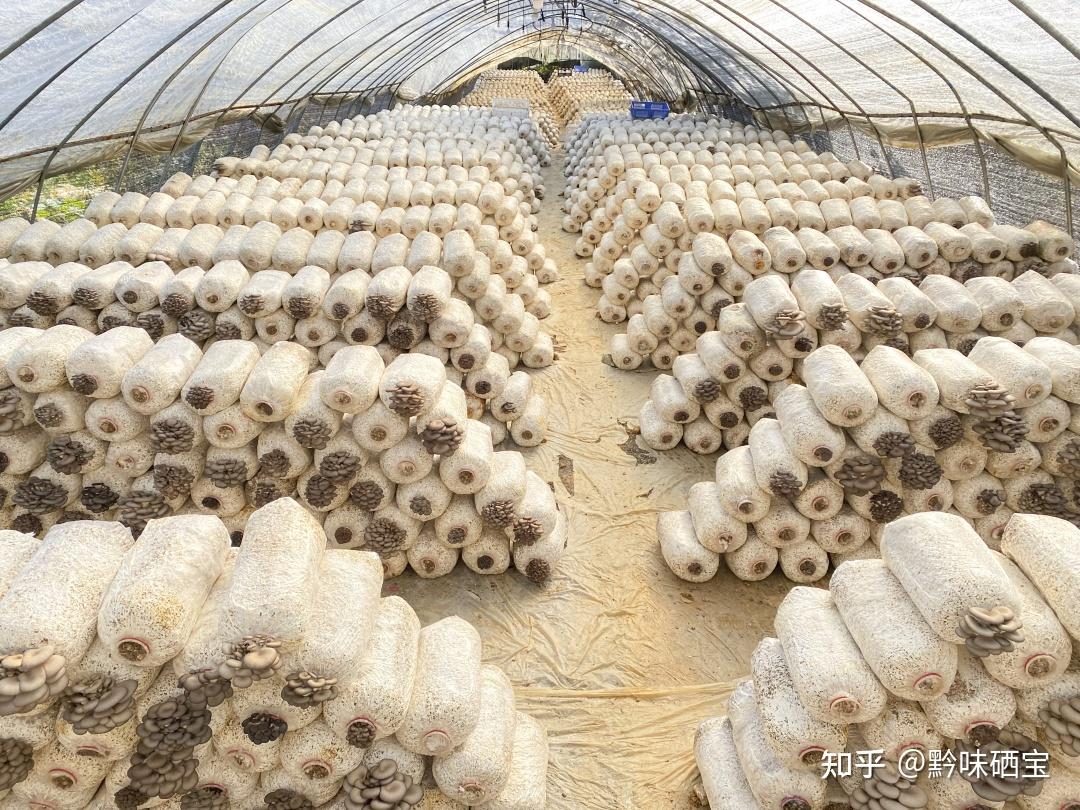 从基地负责人得知,基地目前就种植两种菌种,其中金针菇15000珠,冻菌