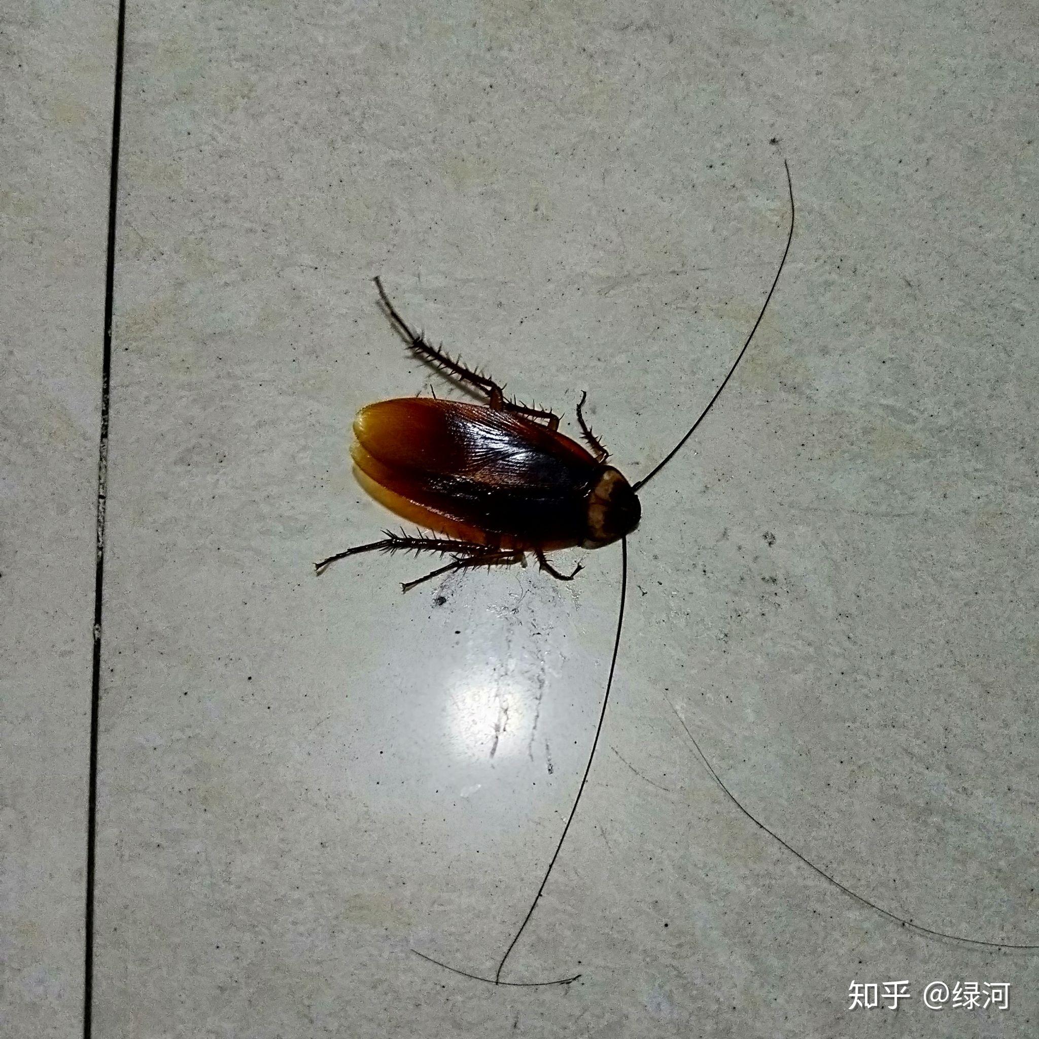 南方的蟑螂真的很可怕吗