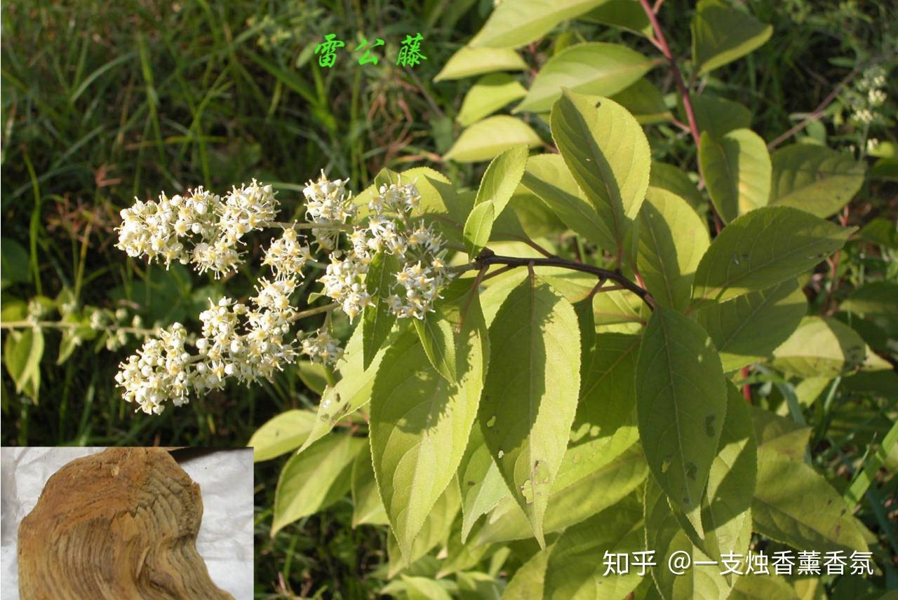 宿莽—水莽草,雷公藤