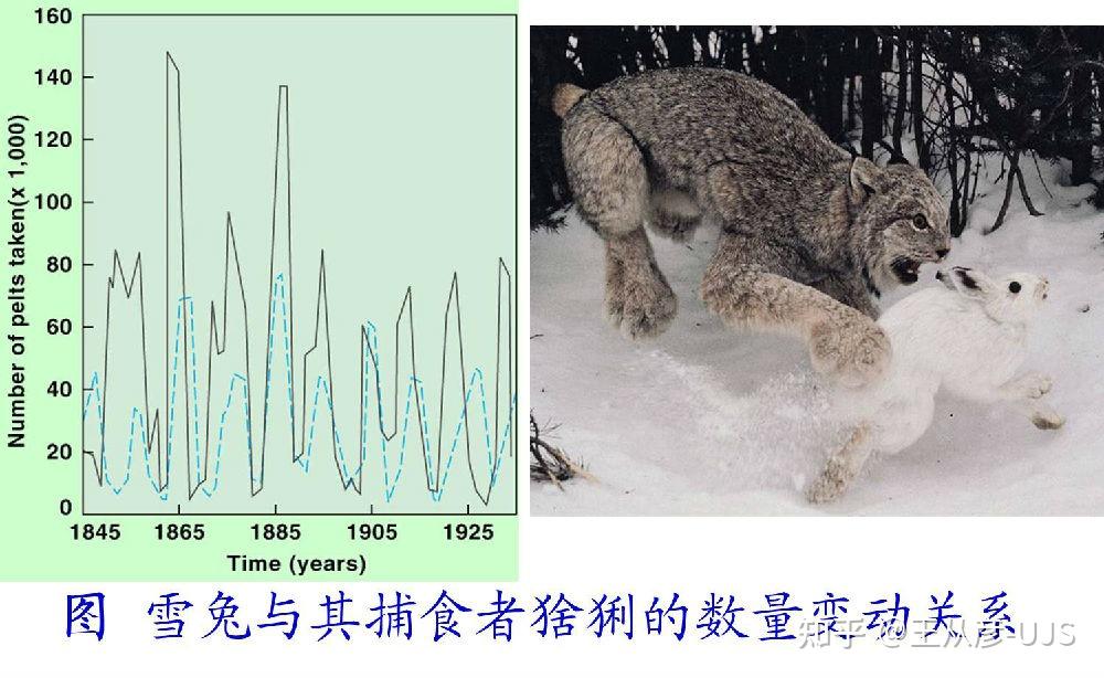 生物界的捕食 - 知乎