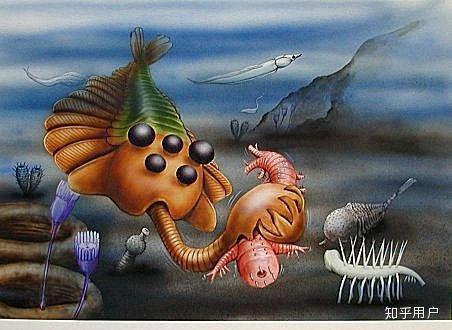 水熊虫在节肢动物中身体结构的演化程度排在什么位置