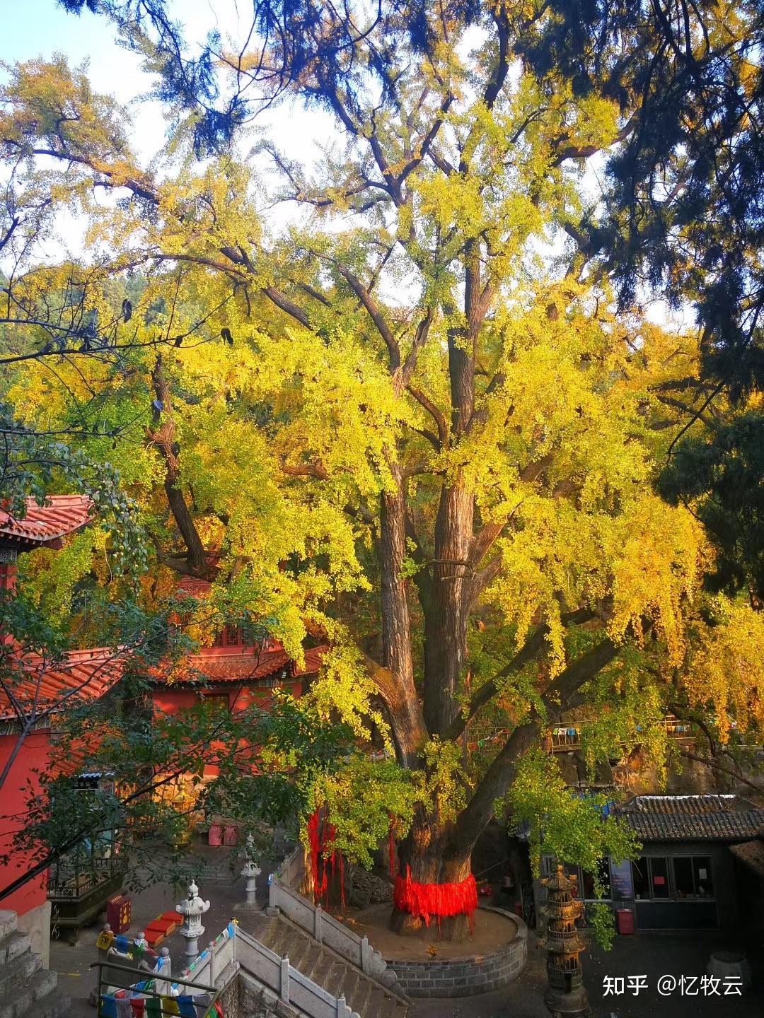 三九忆秋:著名银杏画家忆君寻访山东丛柏庵千年古银杏