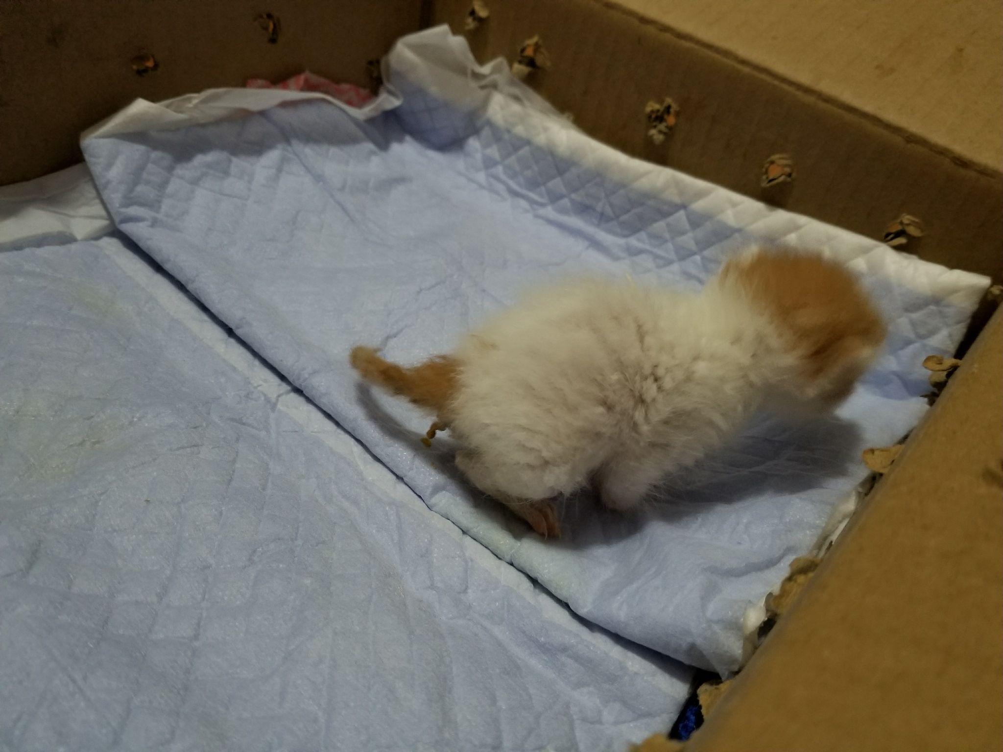 刚出生一周的小猫没有母猫养我该怎样养活它啊会不会死啊? - 知乎