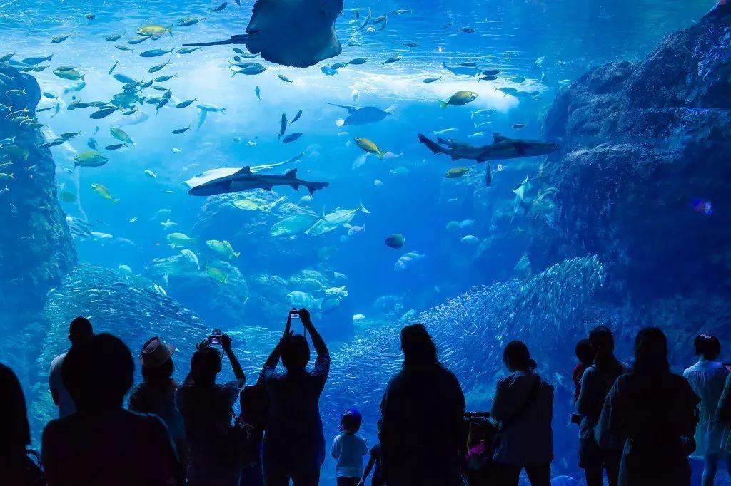 世界上著名的水族馆 v2-0cdbe00d5a39cffa2cc2fcbaf8d2db58_r.jpg