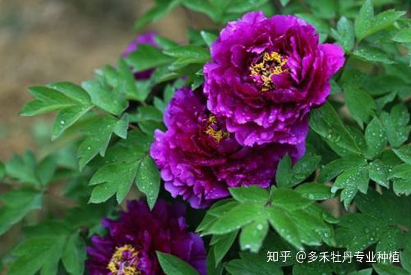 四大牡丹名品:姚黄、魏紫、赵粉、欧碧 - 知乎