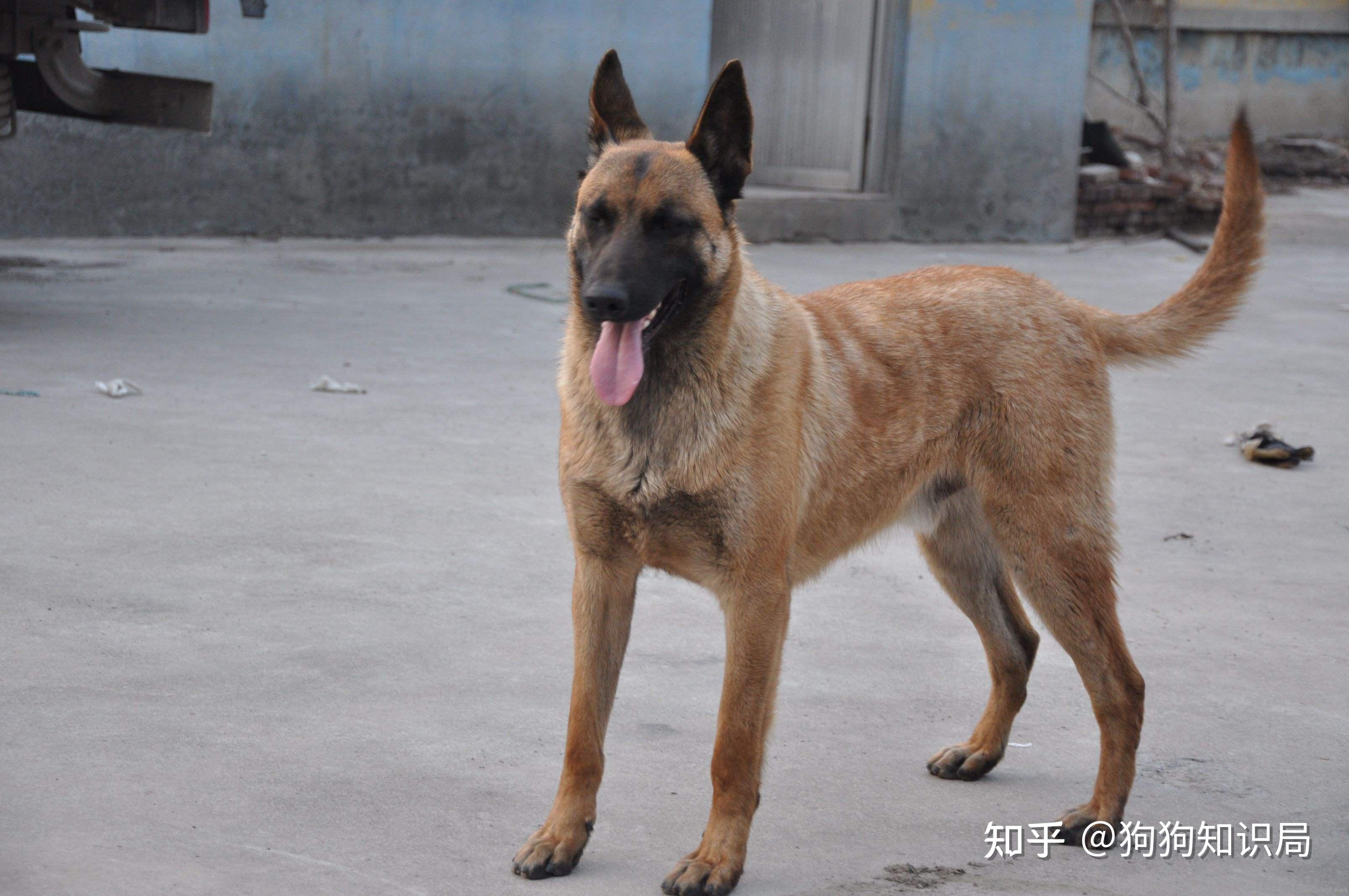 “马犬”为啥越来越多人养?这几点实在太优秀了 - 知乎