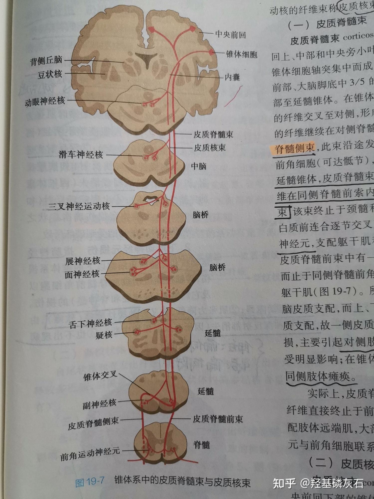 锥体系传导通路流程图图片