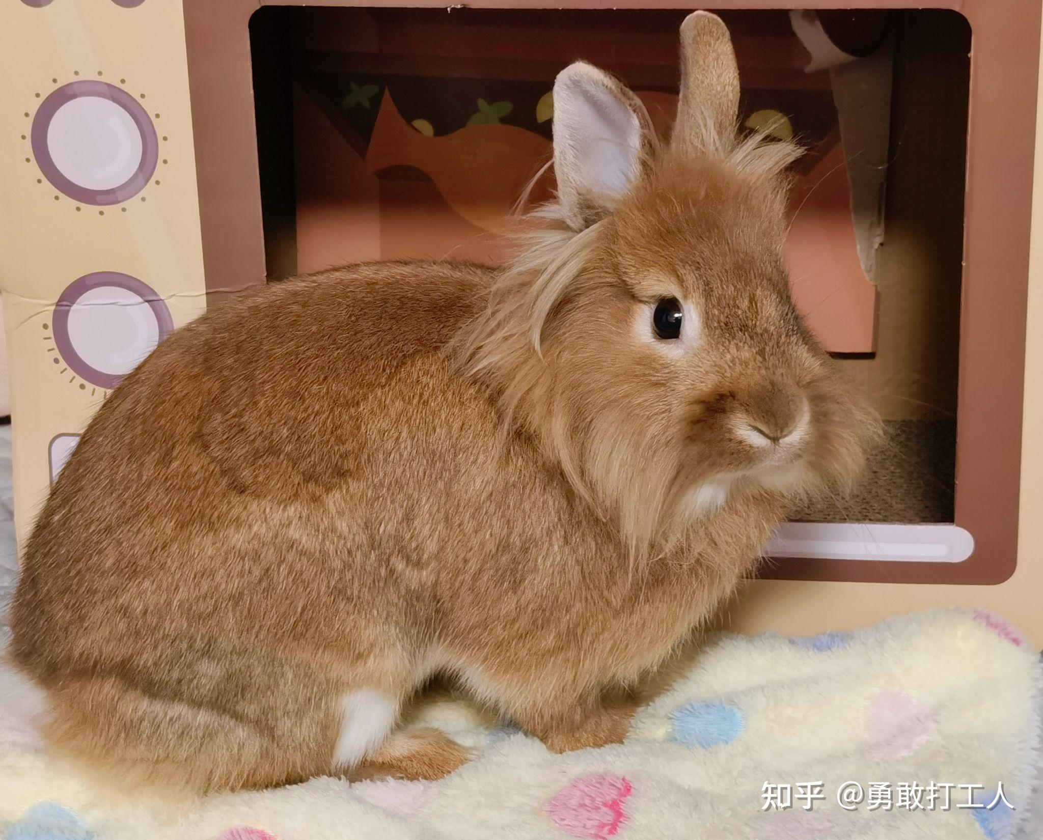 有人养狮子兔吗有什么值得分享的经验