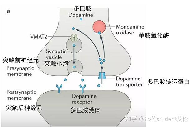 生物心理学的学习笔记(自用,随时更新) - 知乎
