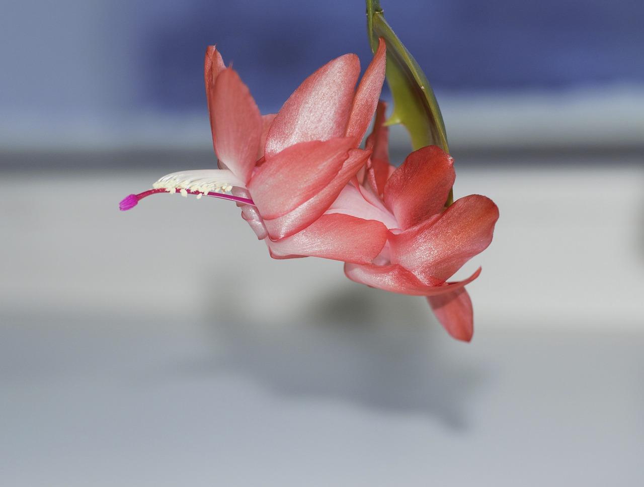 4. 降温时水培技巧