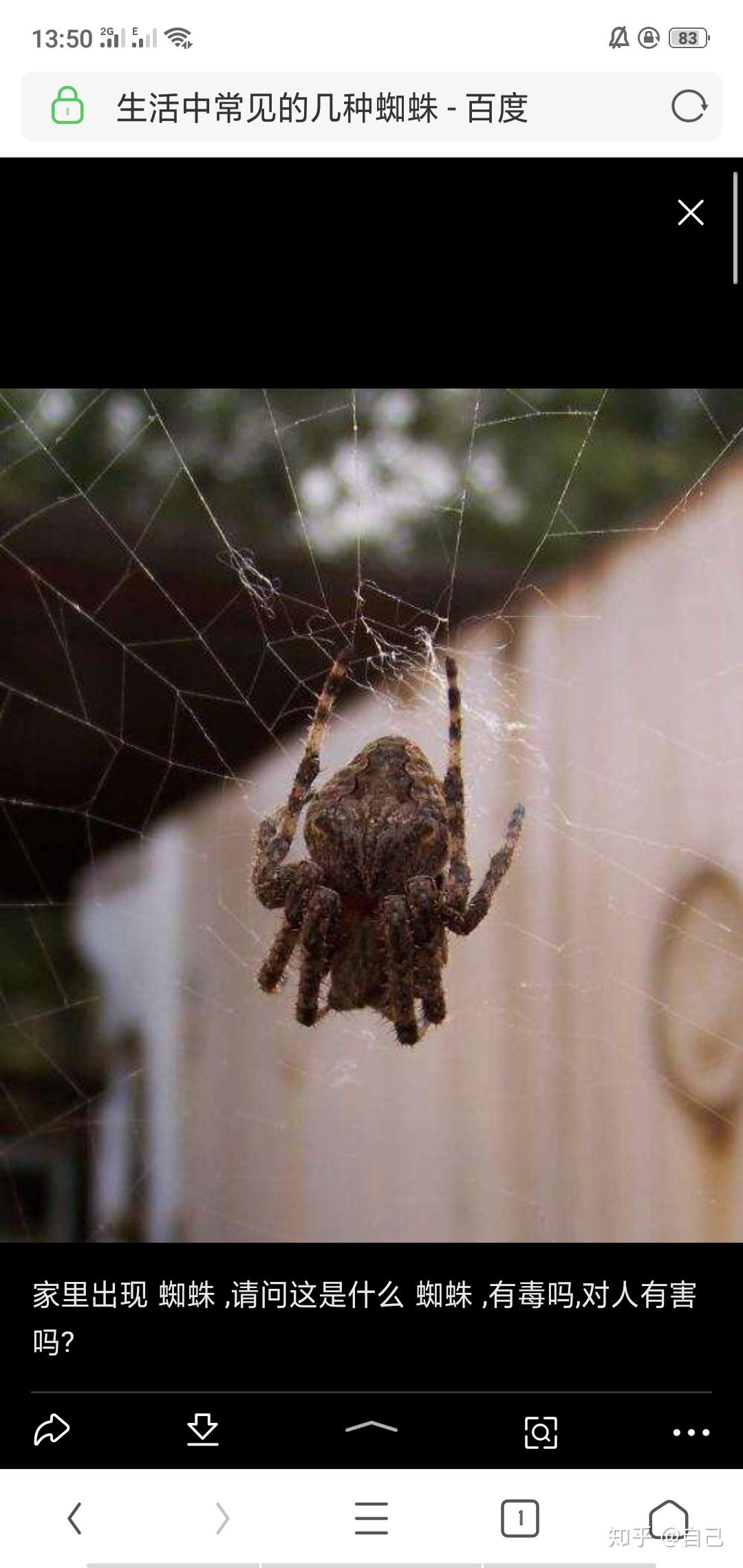 中国北方最常见的蜘蛛图片