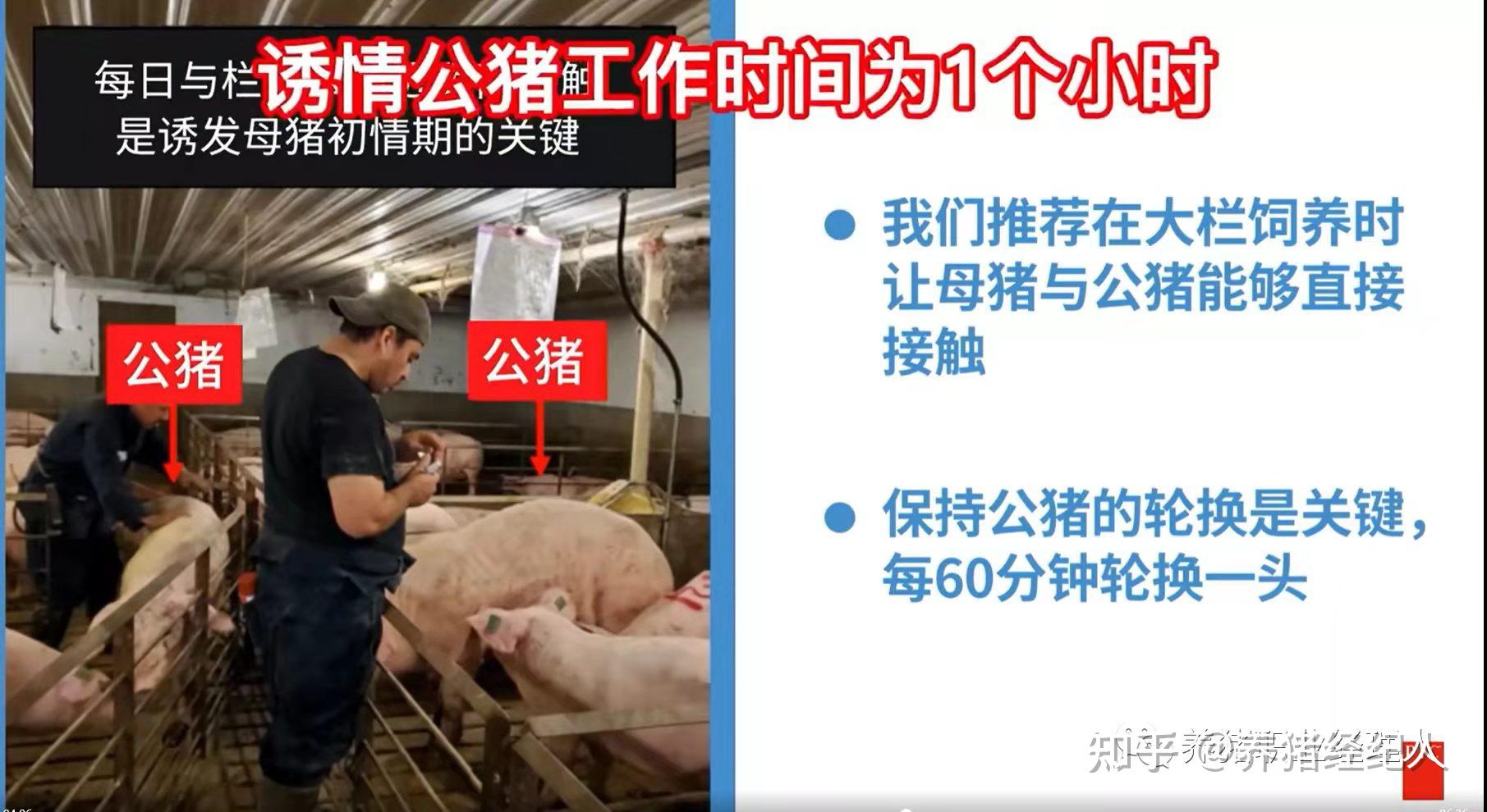 了解母猪的发情迹象及查情要点 - 知乎