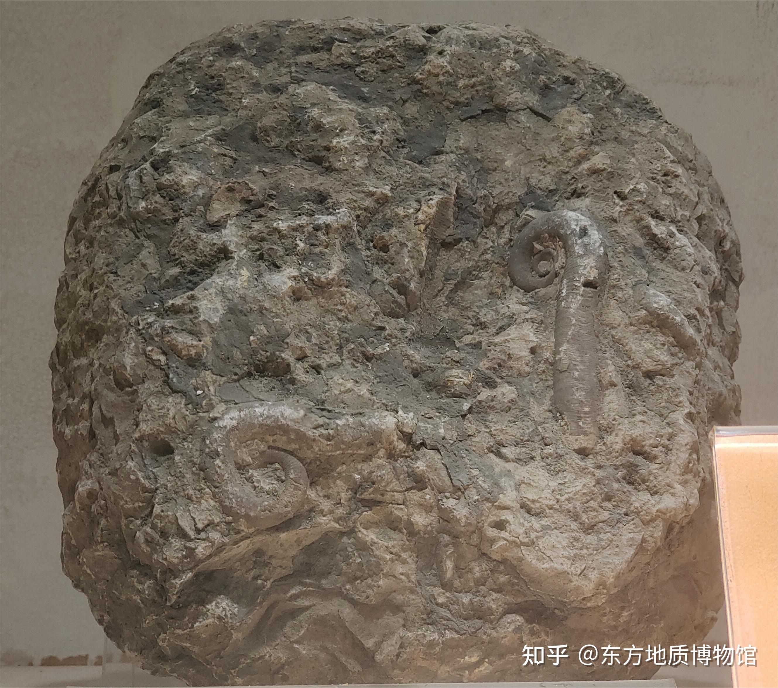 喇叭角石