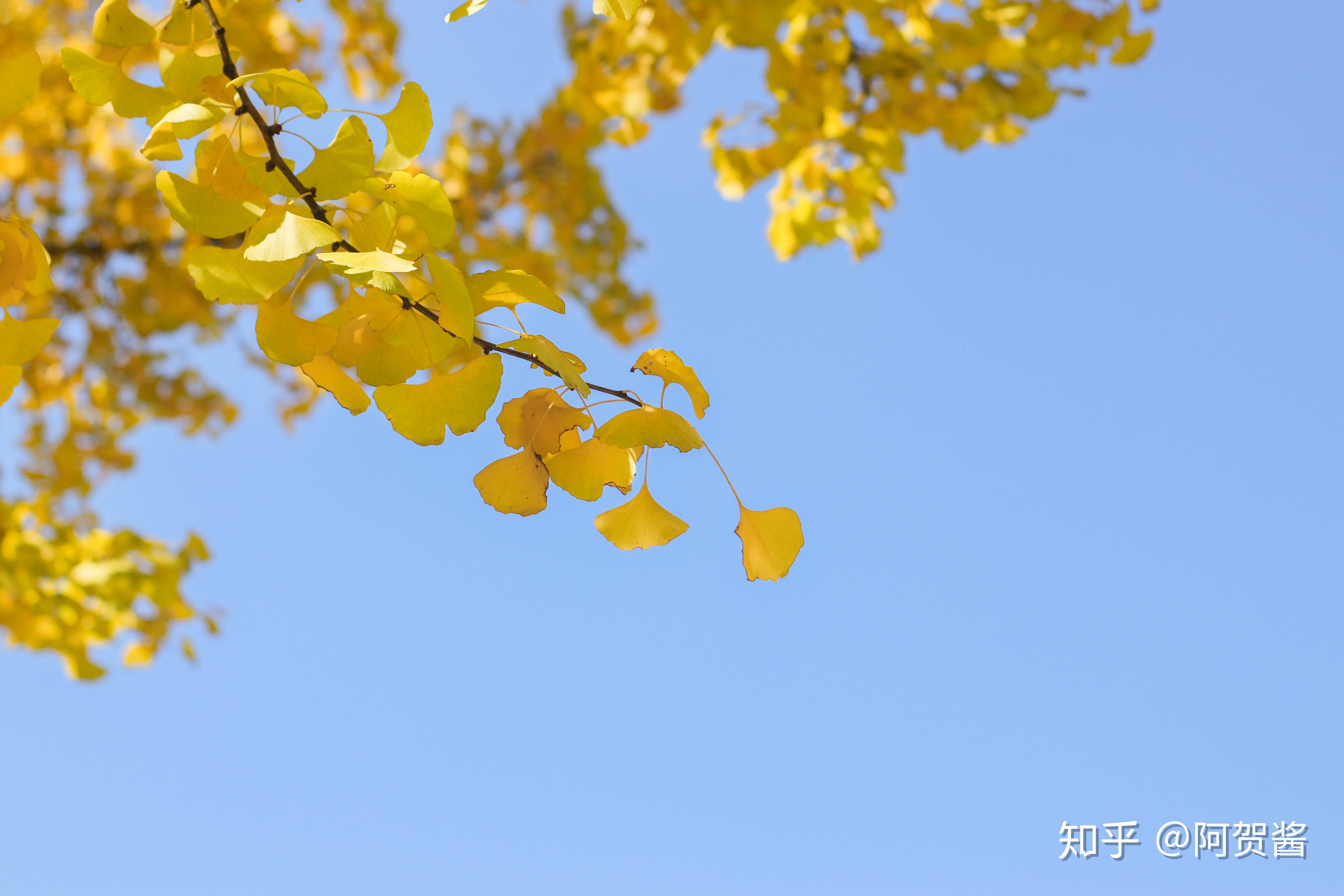 请问如何将记录日常生活的照片照得更简洁真实