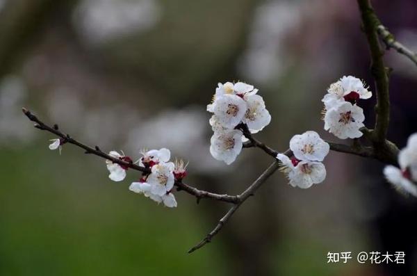 传统名花前十名 海棠桃杏鸣不平 知乎