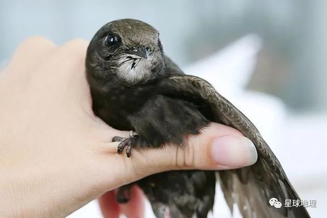 这世界上有一种鸟是没有脚的? - 知乎