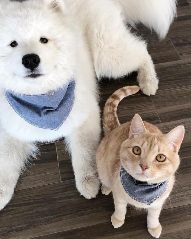 萌趣猫和狗的友谊太有爱了吧确定这不是跨越种族的爱情吗