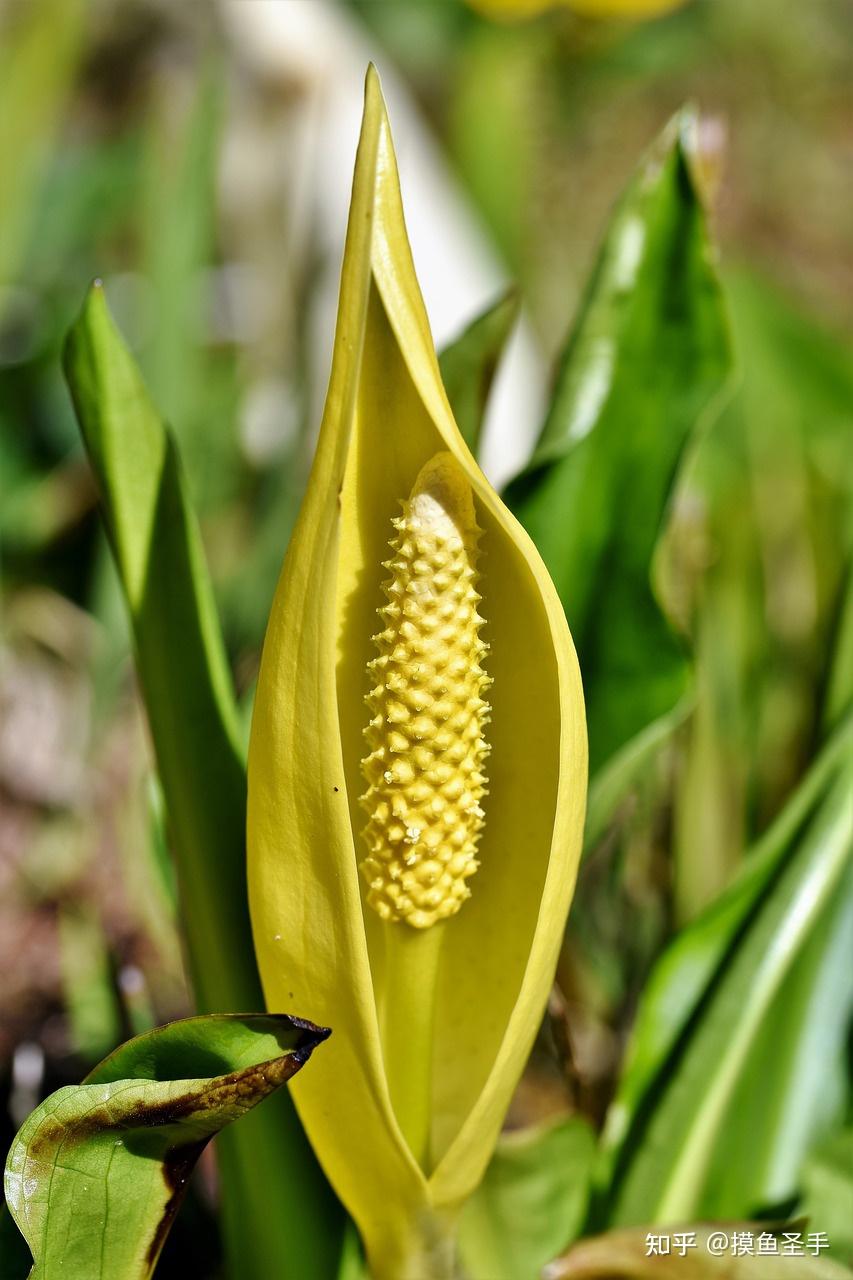 植物里有哪些拟态大师? - 知乎