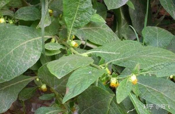 天名精野草还有另外一个名称叫鹿活草,这里还有民间传说,有人把鹿杀了