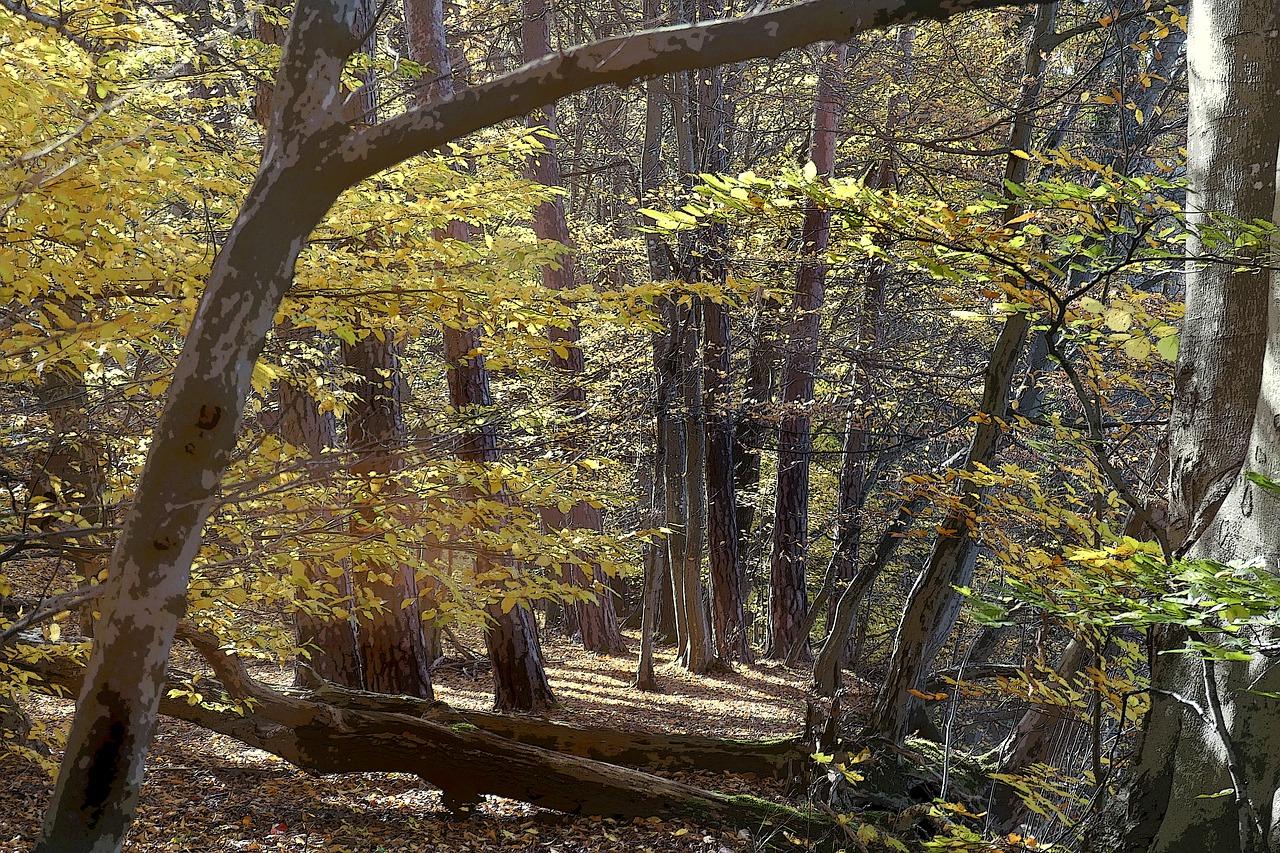 5. 榆木价格优势