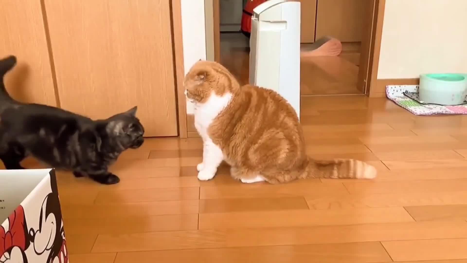 猫猫队蹲大牢