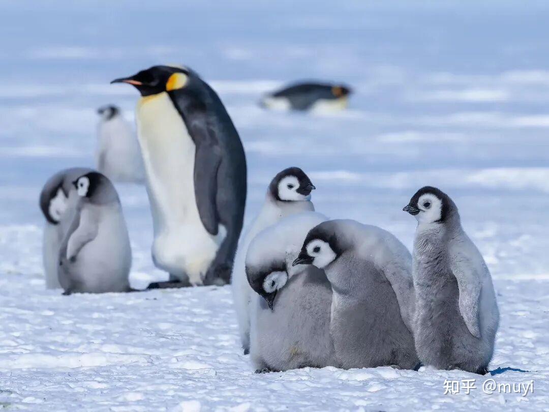 攻略｜觐见帝企鹅：企鹅爱好者的终极梦想（第6版，2026.01更新） - 知乎