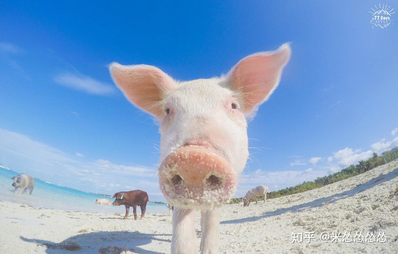 猪岛位于加勒比海地区巴哈马群岛中的某一个小岛 相见上文地图中的红