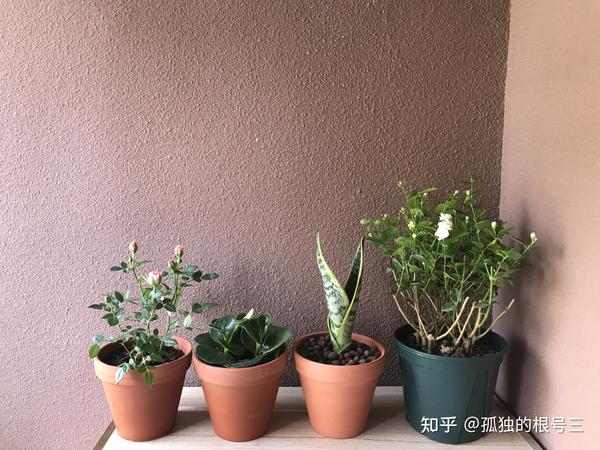 记录养花二三事 知乎