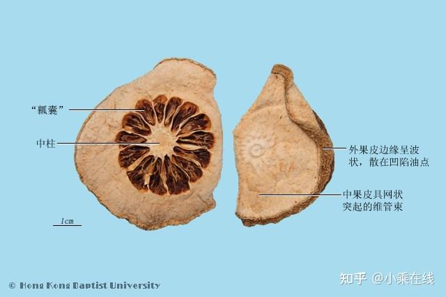 香橼（中药材资料、植物图像） - 知乎